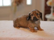 Kaninchen-Dachshund9938