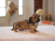 Kaninchen-Dachshund9943