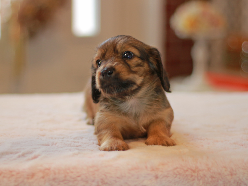 カニンヘン ダックスフンド ローリー&ブイの子犬 レッド 男の子(1)Kaninchen-Dachshund9946 カニンヘン ダックスフンド ローリー&ブイの子犬 レッド 男の子(1)