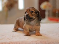 Kaninchen-Dachshund9951