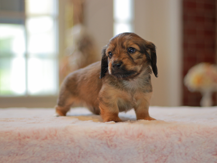 カニンヘン ダックスフンド ローリー&ブイの子犬 レッド 男の子(1)Kaninchen-Dachshund9967 カニンヘン ダックスフンド ローリー&ブイの子犬 レッド 男の子(1)
