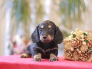 Kaninchen-Dachshund9972