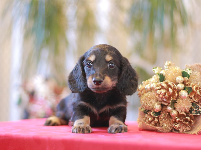カニンヘン ダックスフンド ジャム & スルガの子犬 ブラックイエロー(ブラッククリーム)男の子(1)Kaninchen-Dachshund9972 カニンヘン ダックスフンド ジャム & スルガの子犬 ブラックイエロー(ブラッククリーム)男の子(1)