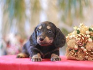 Kaninchen-Dachshund9979 Kaninchen-Dachshund9979