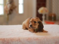 Kaninchen-Dachshund9980 Kaninchen-Dachshund9980