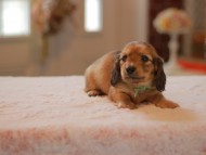 Kaninchen-Dachshund9983