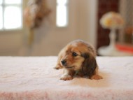 Kaninchen-Dachshund9984 Kaninchen-Dachshund9984