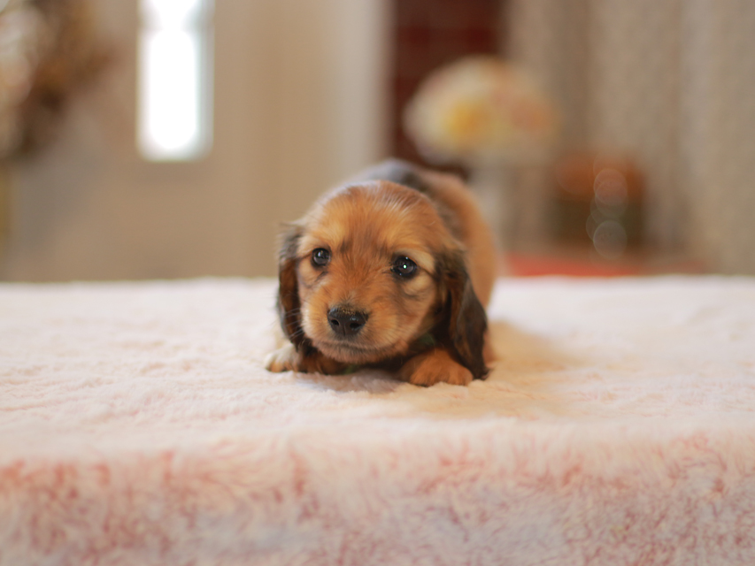 カニンヘン ダックスフンド ローリー&ブイの子犬 レッド 男の子(2)