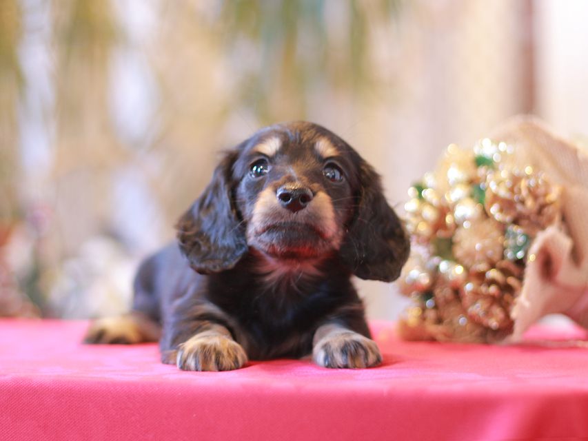 カニンヘン ダックスフンド ジャム & スルガの子犬 ブラックイエロー(ブラッククリーム)男の子(1)Kaninchen-Dachshund9987 カニンヘン ダックスフンド ジャム & スルガの子犬 ブラックイエロー(ブラッククリーム)男の子(1)