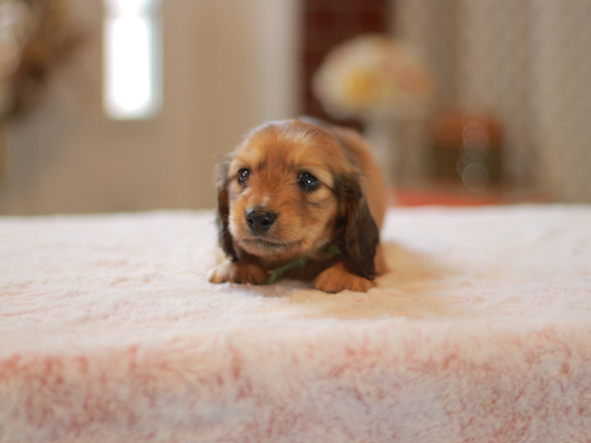 カニンヘン ダックスフンド ローリー&ブイの子犬 レッド 男の子(2)