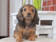 Kaninchen-Dachshund_1206
