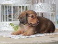 Kaninchen-Dachshund_1246