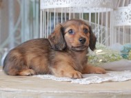 Kaninchen-Dachshund_1247
