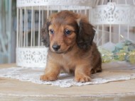 Kaninchen-Dachshund_1263