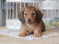 Kaninchen-Dachshund_1268 Kaninchen-Dachshund_1268