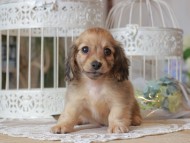 Kaninchen-Dachshund_1274 Kaninchen-Dachshund_1274