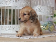 Kaninchen-Dachshund_1276