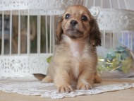 Kaninchen-Dachshund_1280