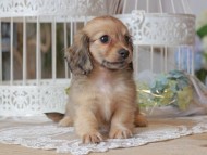 Kaninchen-Dachshund_1283