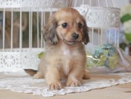 Kaninchen-Dachshund_1284 Kaninchen-Dachshund_1284