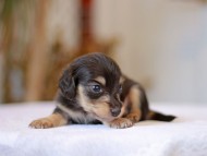 Kaninchen-Dachshund_1285