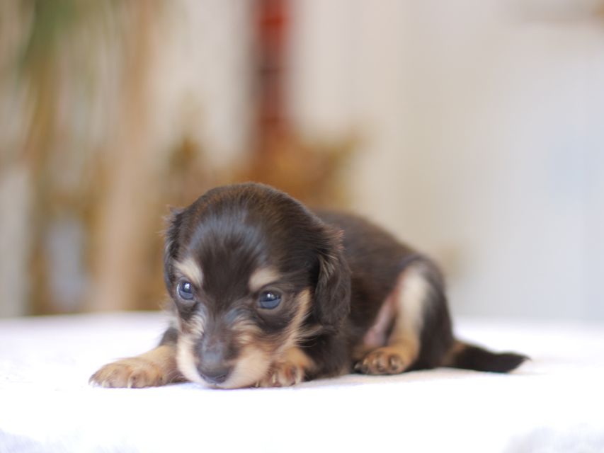 カニンヘン ダックスフンド ピアノ & 朝日の子犬 ブラックイエロー（ブラッククリーム） 男の子（1）