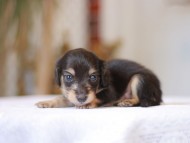 Kaninchen-Dachshund_1293
