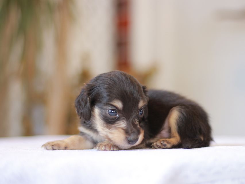 カニンヘン ダックスフンド ピアノ & 朝日の子犬 ブラックイエロー（ブラッククリーム） 男の子（1）