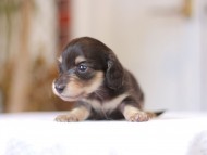 Kaninchen-Dachshund_1300