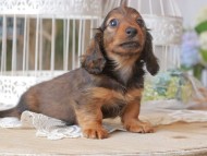 Kaninchen-Dachshund_1310