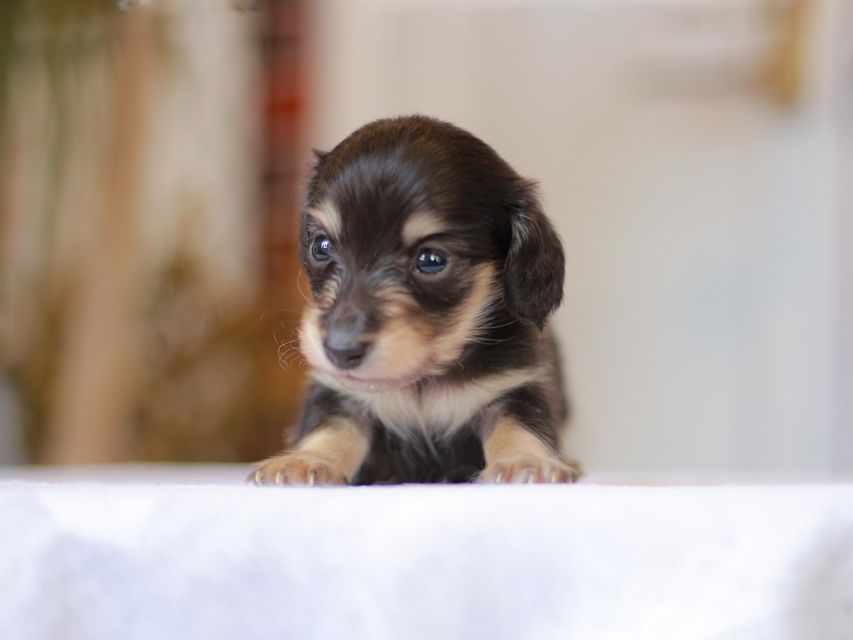 カニンヘン ダックスフンド ピアノ & 朝日の子犬 ブラックイエロー（ブラッククリーム） 男の子（1）