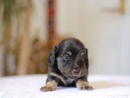 Kaninchen-Dachshund_1321 Kaninchen-Dachshund_1321
