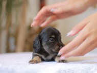 Kaninchen-Dachshund_1323