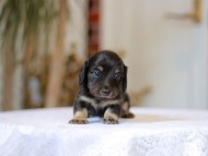 Kaninchen-Dachshund_1326