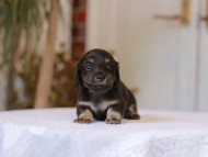 Kaninchen-Dachshund_1330 Kaninchen-Dachshund_1330