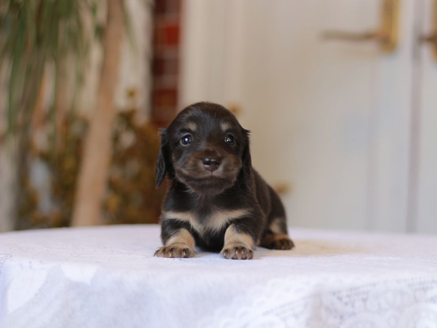 カニンヘン ダックスフンド ピアノ & 朝日の子犬 ブラックイエロー(ブラッククリーム) 男の子(2)Kaninchen-Dachshund_1330 カニンヘン ダックスフンド ピアノ & 朝日の子犬 ブラックイエロー(ブラッククリーム) 男の子(2)
