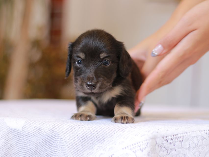 カニンヘン ダックスフンド ピアノ & 朝日の子犬 ブラックイエロー(ブラッククリーム) 男の子(2)Kaninchen-Dachshund_1334 カニンヘン ダックスフンド ピアノ & 朝日の子犬 ブラックイエロー(ブラッククリーム) 男の子(2)