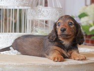 Kaninchen-Dachshund_1341
