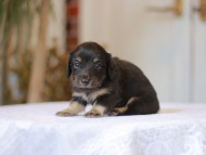 Kaninchen-Dachshund_1346 Kaninchen-Dachshund_1346