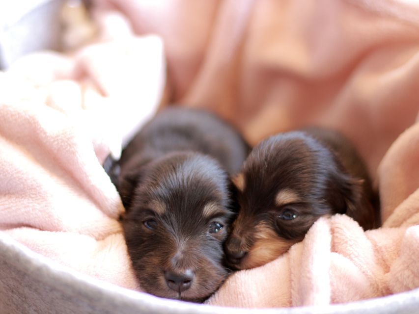 カニンヘン ダックスフンド ピアノ & 朝日の子犬 ブラックイエロー(ブラッククリーム) 男の子(2)Kaninchen-Dachshund_1369 カニンヘン ダックスフンド ピアノ & 朝日の子犬 ブラックイエロー(ブラッククリーム) 男の子(2)