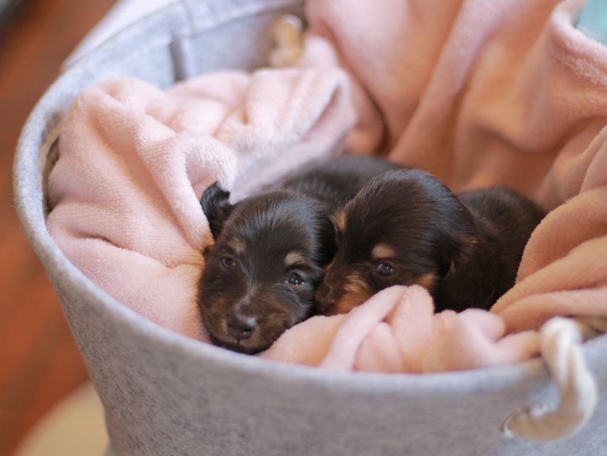 カニンヘン ダックスフンド ピアノ & 朝日の子犬 ブラックイエロー(ブラッククリーム) 男の子(2)Kaninchen-Dachshund_1370 カニンヘン ダックスフンド ピアノ & 朝日の子犬 ブラックイエロー(ブラッククリーム) 男の子(2)