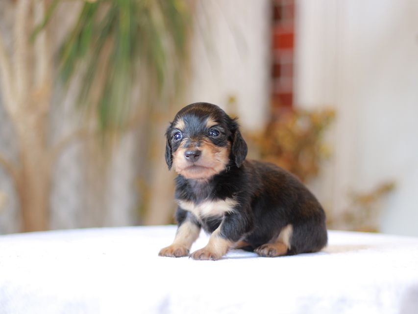 カニンヘン ダックスフンド コリン & スカッシュの子犬 ブラックイエロー（ブラッククリーム） 男の子