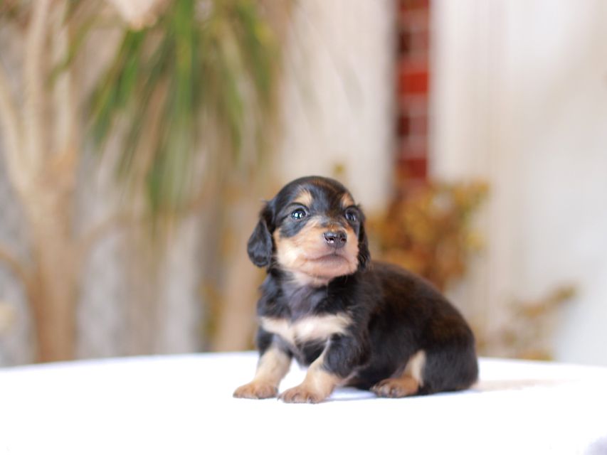 カニンヘン ダックスフンド コリン & スカッシュの子犬 ブラックイエロー（ブラッククリーム） 男の子