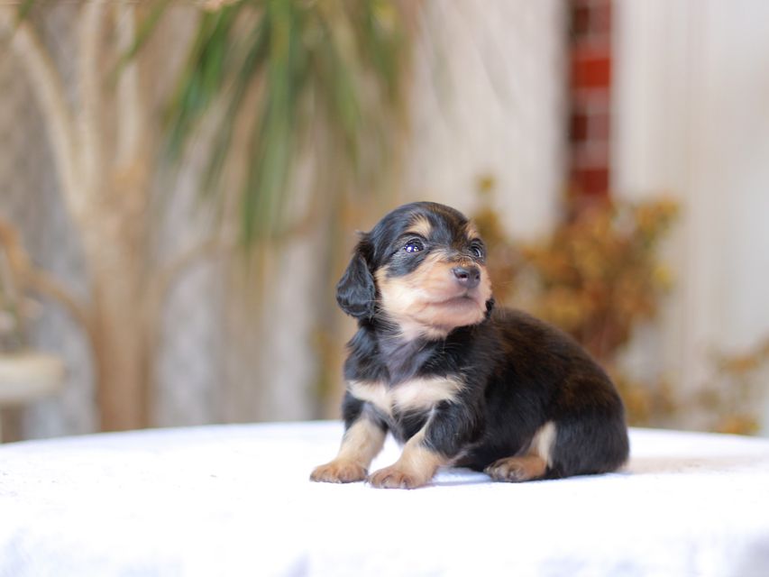 カニンヘン ダックスフンド コリン & スカッシュの子犬 ブラックイエロー（ブラッククリーム） 男の子