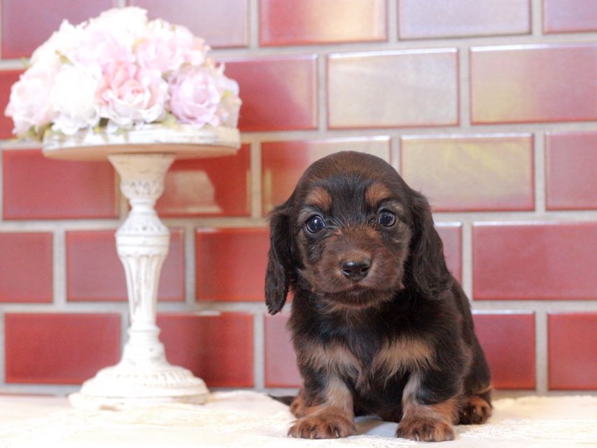 カニンヘン ダックスフンド セーラ&ボノの子犬 ブラックタン 男の子
