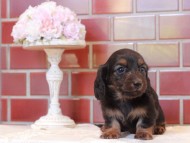 Kaninchen-Dachshund_1384 Kaninchen-Dachshund_1384