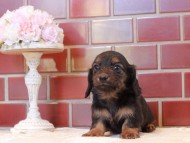 Kaninchen-Dachshund_1386 Kaninchen-Dachshund_1386