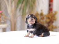 Kaninchen-Dachshund_1387