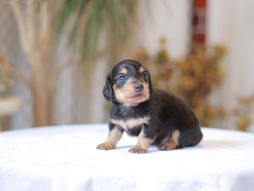 カニンヘン ダックスフンド コリン & スカッシュの子犬 ブラックイエロー（ブラッククリーム） 男の子