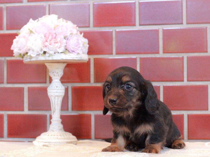 カニンヘン ダックスフンド セーラ&ボノの子犬 ブラックタン 男の子